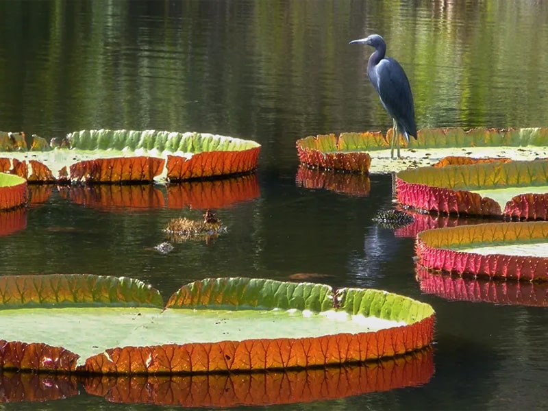 a bird on a lily pad in one of Florida’s botanical gardens