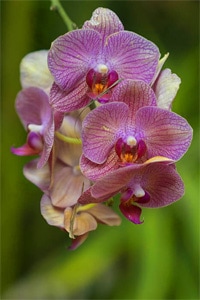 an orchid in one of Florida’s botanical gardens