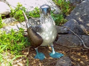 a bird with blue feet seen on a Galapagos cruise vacation