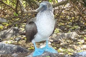 a bird with blue feet seen on a Galapagos cruise vacation