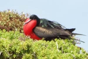 a bird with a very large red breast seen on a Galapagos cruise vacation