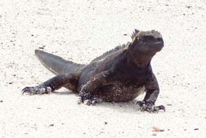 a large black lizard