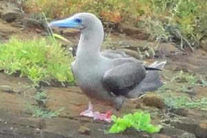 a bird with red feet seen on a Galapagos cruise vacation