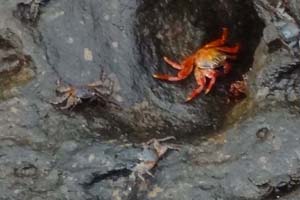 bright red crabs on a rock