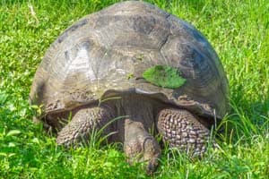 a large tortoise eating vegetation seen on a Galapagos cruise vacation