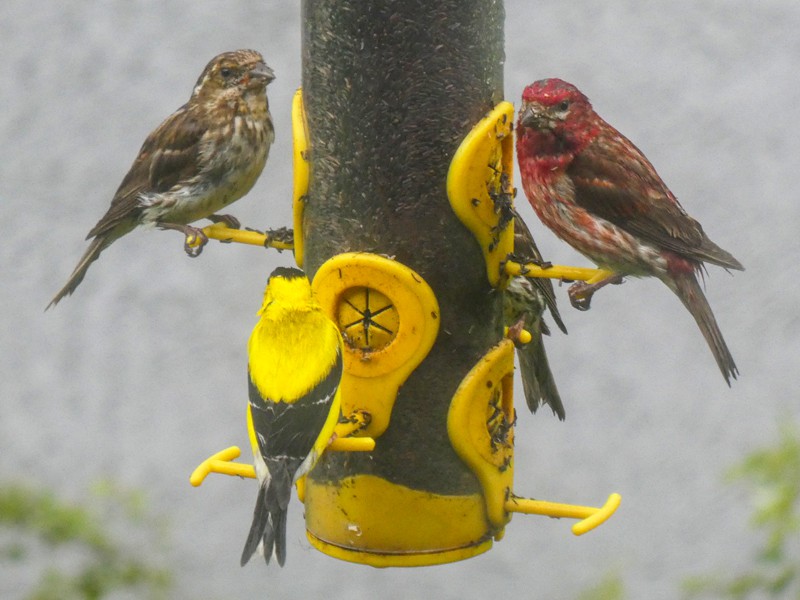 colorful birds at a feeder