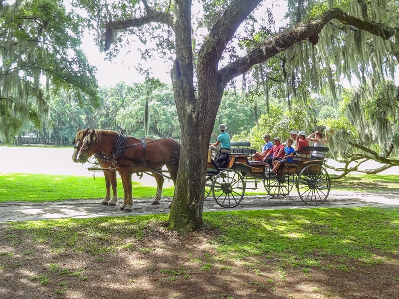 people in a horse-drawn carriage on one of the Charleston plantations