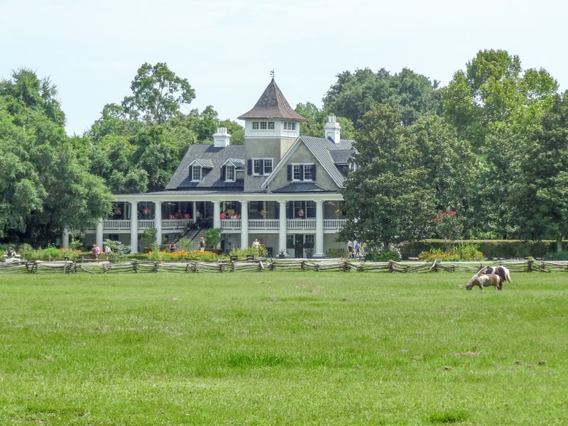 horse grazing in front of a house on one of the Charleston plantations