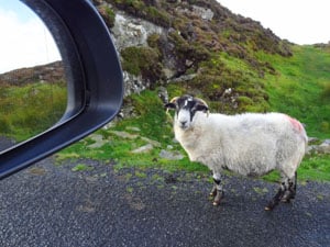sheep standing outside a car