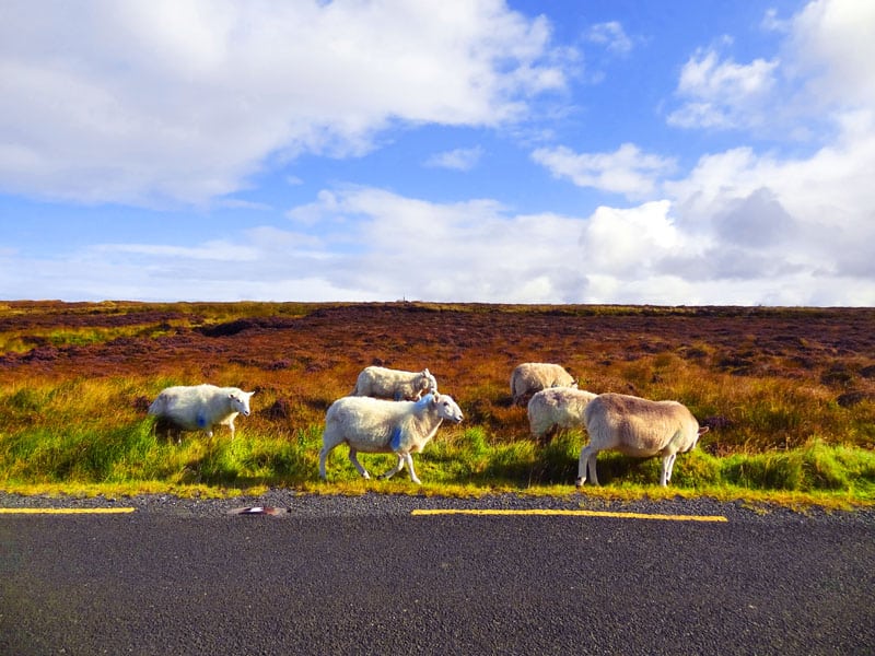 sheep walking along a bog