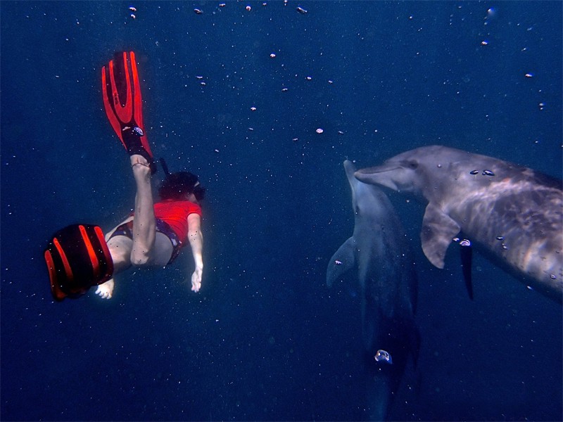 people swimming with dolphins