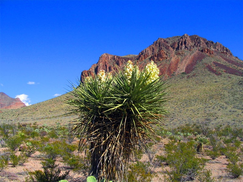 a yucca plant in bloom in front of a mountain