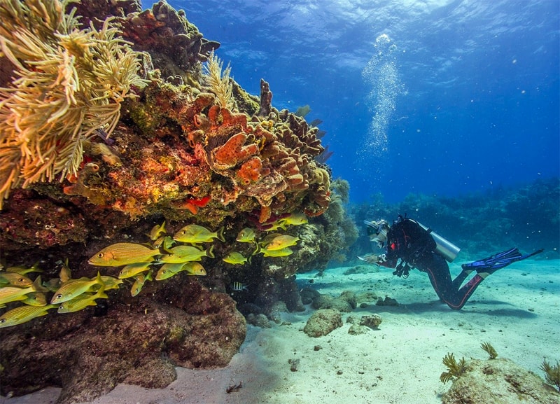 a scuba diver with colorful fish near a reef