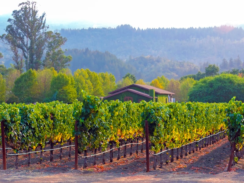 viewing a small vineyard at sunset - one of the things to do in Napa Valley