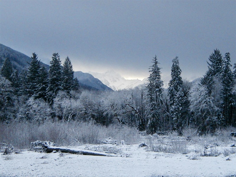 a snow-covered forest in Olympis, one of the National parks to see in winter