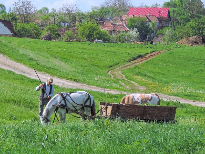 a farmer in a field with a horse and cow