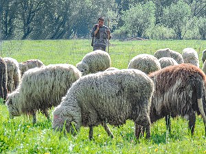 a shepherd with a flock of sheep