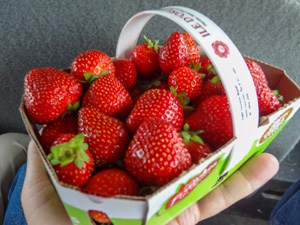 a box of strawberries in Ile d'Orleans