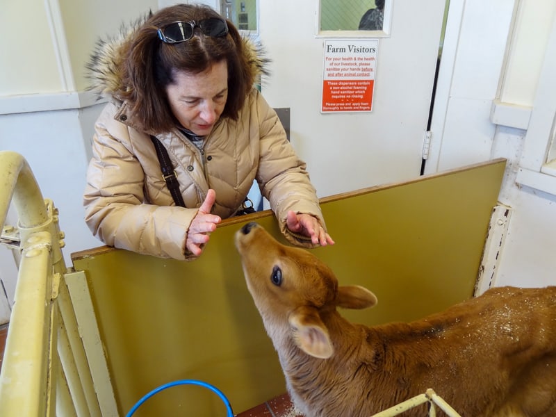 a woman petting a young calf seen on a weekend getaway to Vermont