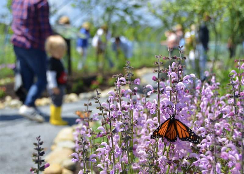 a small boy looking at a butterfly on pink flowers in one of the best botanical gardens in the USA