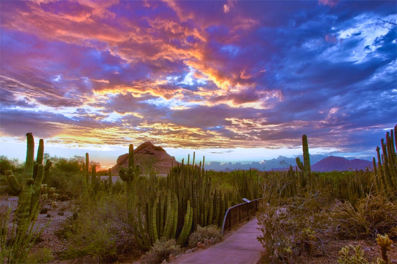 cactus on a desert under a vivid sunset