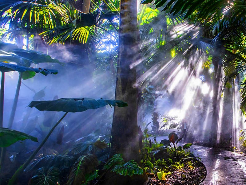 a walkway through a jungle area in a morning fog