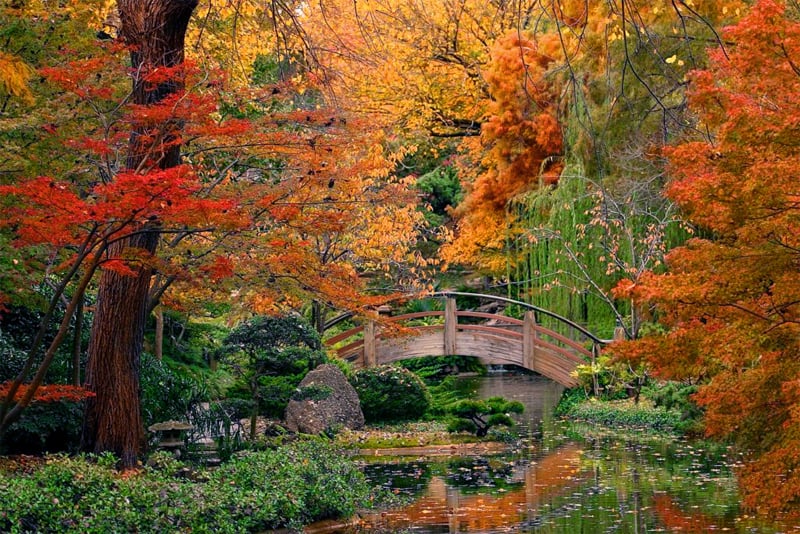 colorful trees near a Japanese bridge arching over a pond
