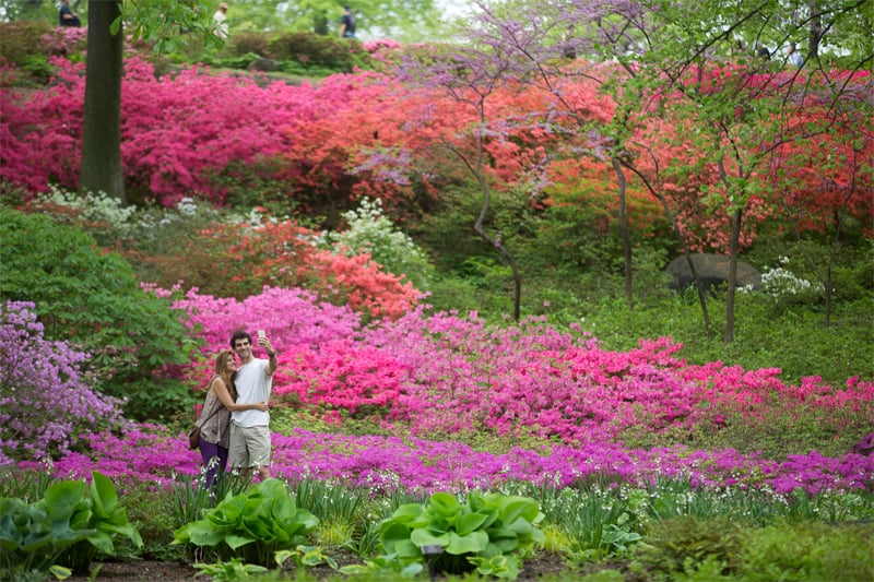 a couple taking a selfie in front of large multi-colored azaleas in one of the best botanical gardens in the USA