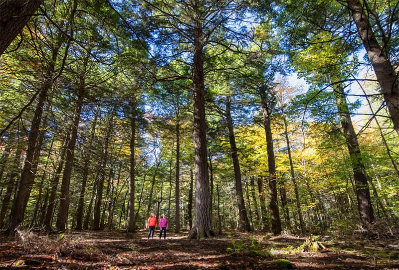 Two people walking through a forest