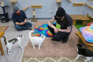 two people sitting on the floor playing with kittens in Fredericton New Brunswick