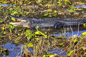 an alligator in a swamp
