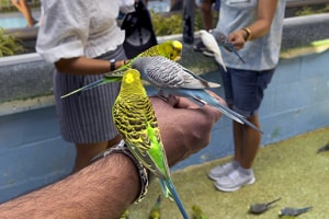 parakeets on a man's forearm and hand