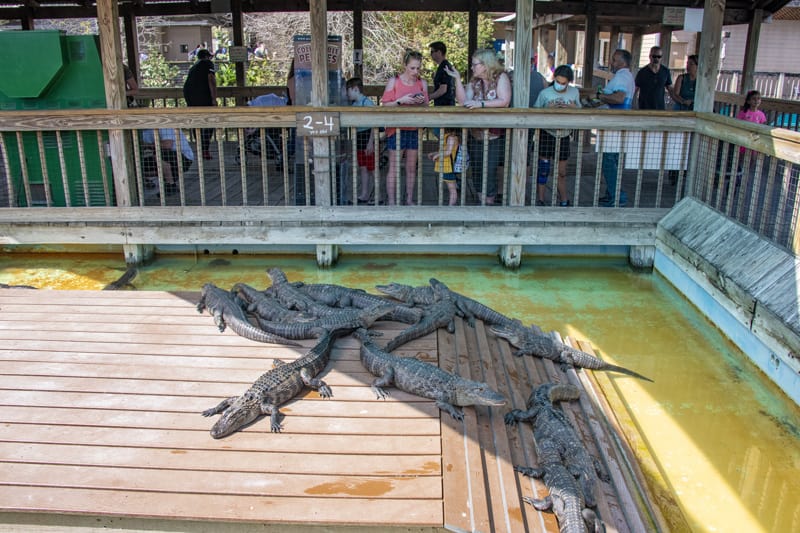 people looking at alligators sunning themselves