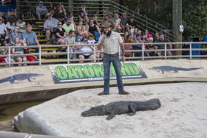 a man standing near an alligator