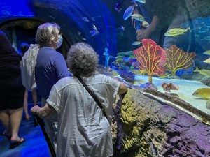 people looking at fish in an quarium - one of the Things to Do in Orlando for Adults