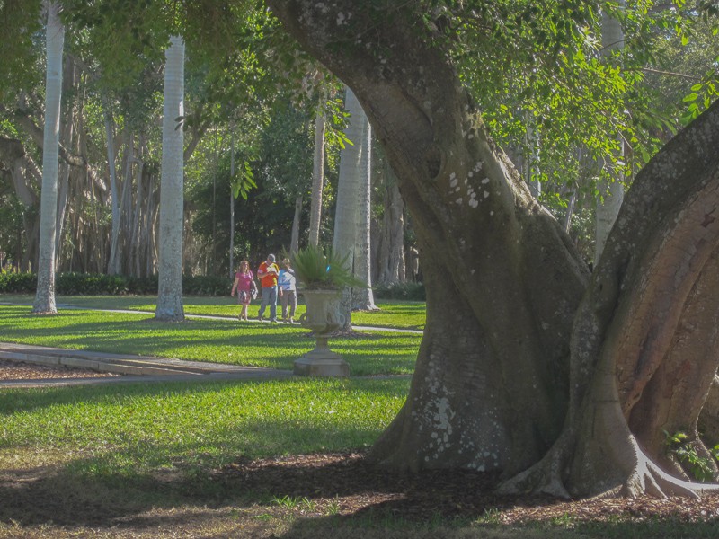 people walking past a large tree in a park in the Ringling Museum