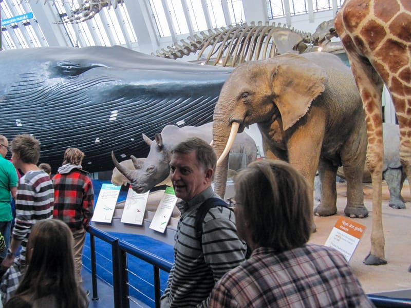 people in a museum looking at large animals