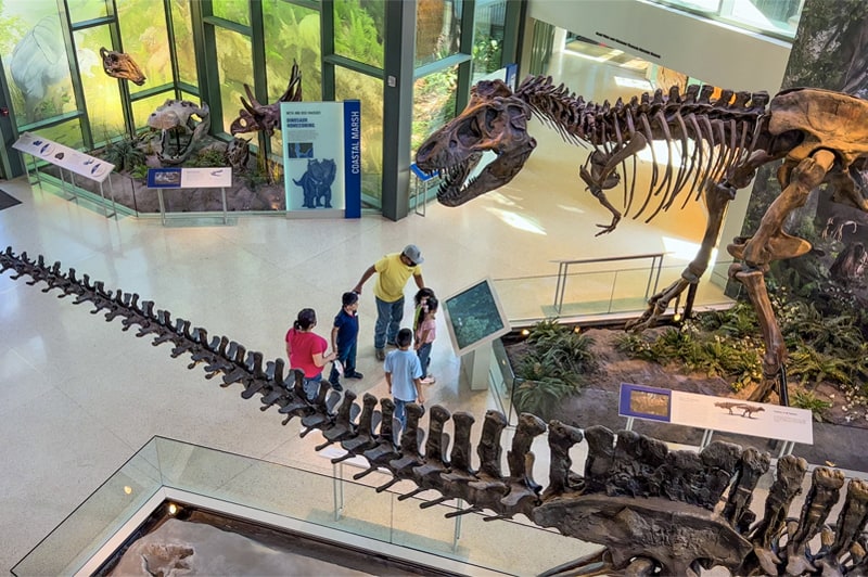 a family in a museum looking at dinosaurs - one of the things to do in San Antonio