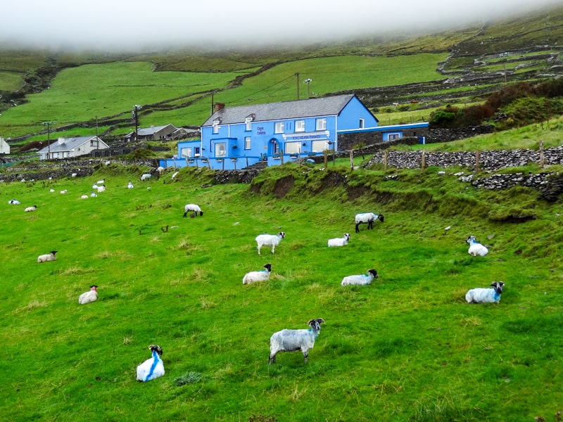 sheep grazin beneath a brightly  painted blue house