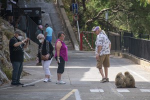 people looking at monkeys on a walkway