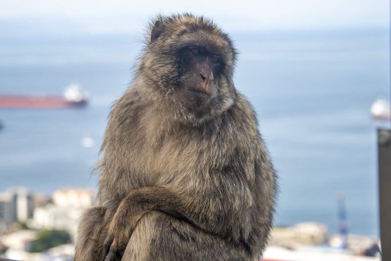 a monkey seen on a walk in the Nature Preserve - one of the things to do in Gibraltar