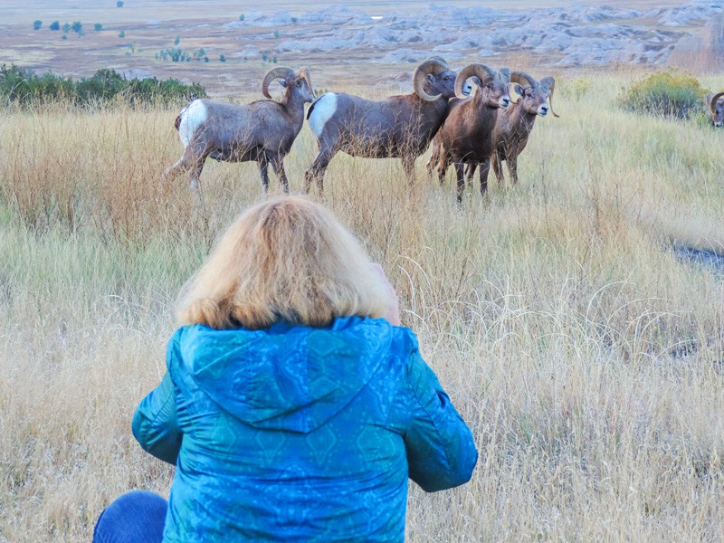 a woman taking a photo of Big Horn Sheep - seen on a South Dakota road trip