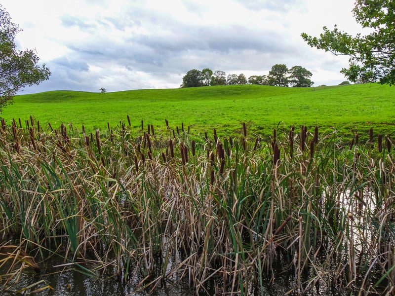 marshlands alongside a canal