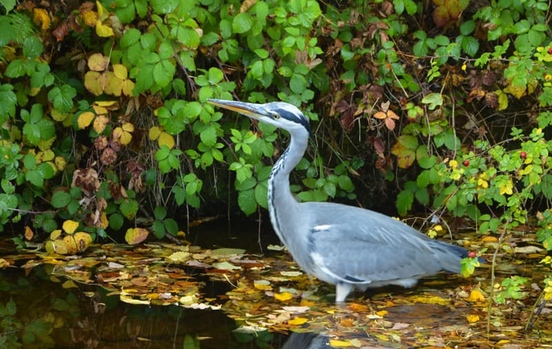 a heron walking in a canal