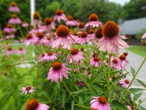 wild ping flowers in the forest - seen on a scenic drive in the Smoky mountains