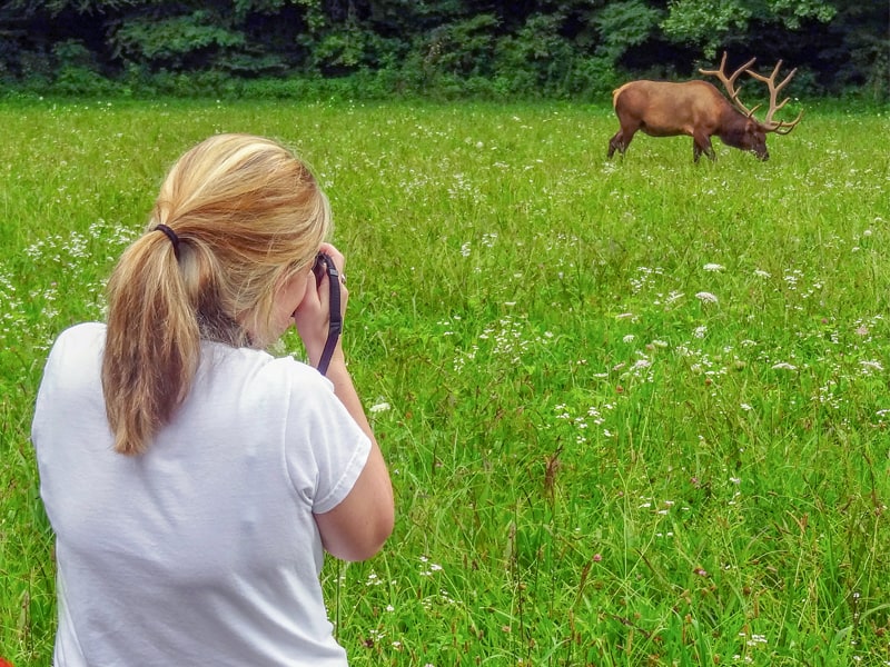 a woman taking a photo of an elk grazing - seen on a scenic drive in the Smoky mountains