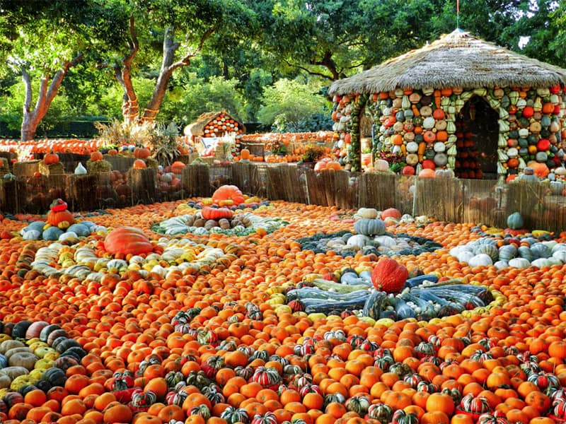 a large display of pumpkins in an arboretum