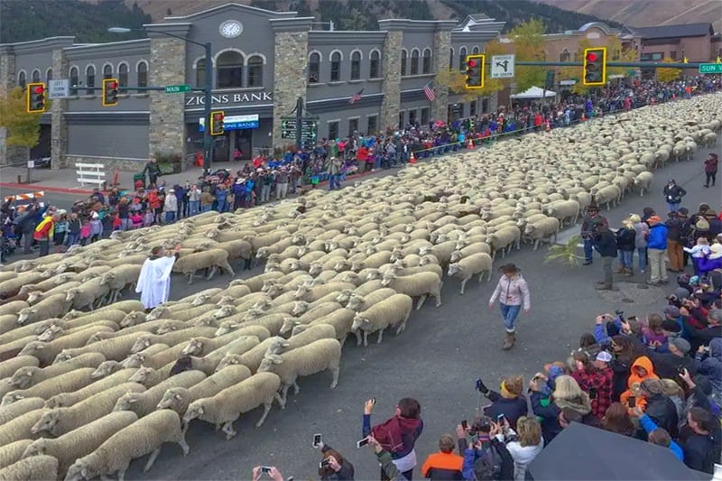 a large herd of sheep walking through a town