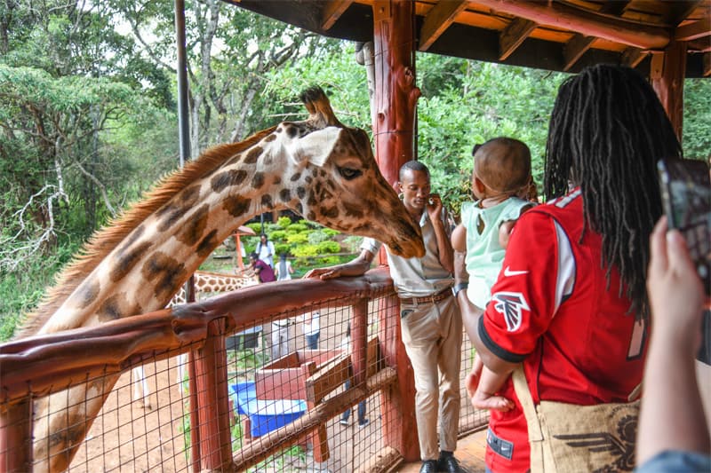 a giraffe poking its head over a fence