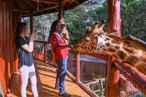 a woman feeding a giraffe